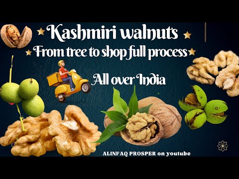 walnut harvesting in kashmir,organic walnut farming, #magz,#akhrot #walnut
