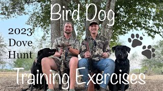 Young Bird Dog Training Exercises (2023 Dove Hunting)