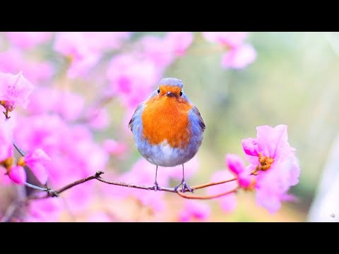 Beruhigende Musik zur Entspannung 🌿 Heilende Musik für Nerven, Herz und Gefäße,  Musik für die Seele