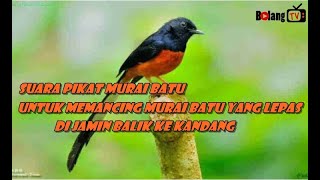 Download lagu Suara Pancingan/ Pikat Burung Murai Batu Yg Ampuh mp3