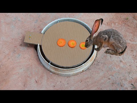 Creative Underground Old Bucket Rabbit Trap Just use​​ Paper (Work 100%)
