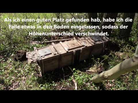 Kastenfalle Aufstellen für Fuchs, Dachs und Waschbär