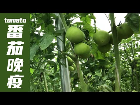 , title : '番茄晚疫咋治？教你一招！不花一分钱，农民快学学【付老师种植技术团队】'