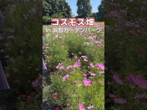 コスモス (植物)について詳しく解説