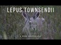 White Tailed Jackrabbit 4 Fun Facts