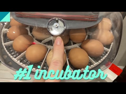 Hands down the best incubator