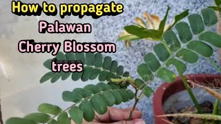 How to Propagate PALAWAN CHERRY BLOSSOM TREES || Balayong tree