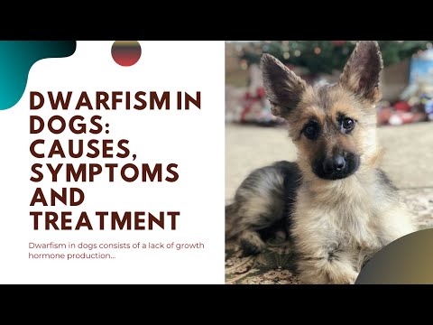 🐶🦴 Dwarfism In Dogs - Causes, Symptoms And Treatment