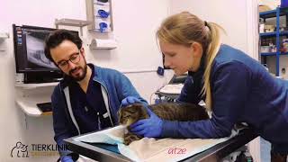 24/7 - Ein Einblick in den Notdienst der Tierklinik Dresdner Heide