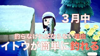 あつまれどうぶつの森で3月中に釣っておきたいイトウに挑戦する