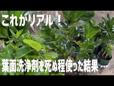 園芸 ヨーロッパアサレット、マンズイヤー、耳介、ワイルドスパイクナード