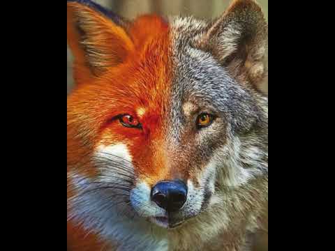 HEFFY HEFF - WOLF TO A FOX