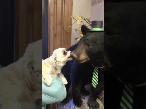 Dog vs bear