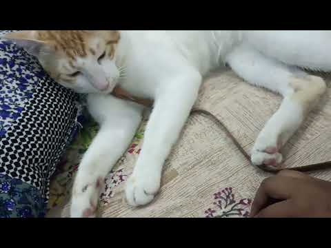#NAZIA KHAN #catlife #catshorts #cat #catfunnyvideo