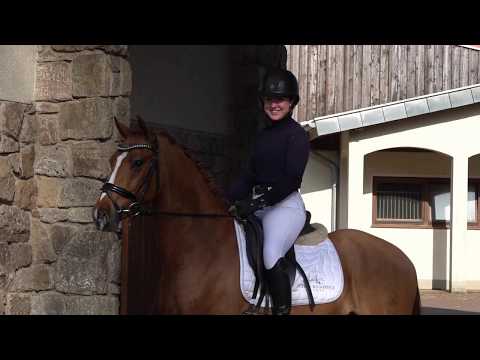 CAREFULL 5j. Fuchswallach v. Classic Dancer I - Bodyguard