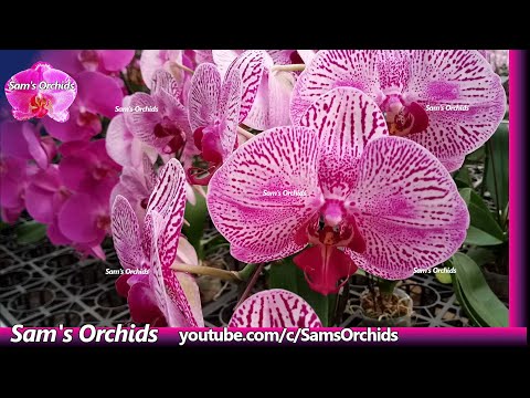 Orchids in a garden center- a little tour of Phalaenopsis orchid