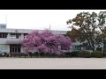 2022 3 16 山口県 防府市 向島小学校 桜 寒桜 蓬莱桜 校内立入禁止 校外より