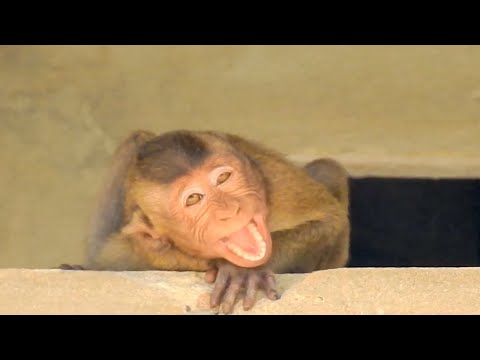 Super Tricky Big Child Monkey Cry Loudly While Mum Wean