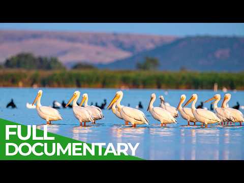 Wild Kerkini: The Mediterranean Bird Paradise