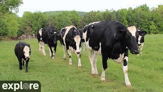 Cattle Pond Pasture at Farm Sanctuary powered by EXPLORE.org live webcam