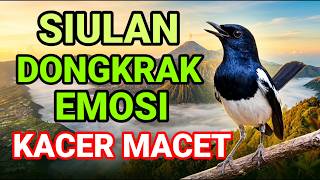 Download lagu SIULAN KACER DONGKRAK EMOSI LAWAN NGEPLONG GACOR KACER MACET MALAS BUNYI LANGSUNG NYAUT DAN KONSLET mp3