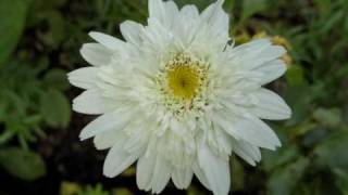 Wir sind die Schönsten