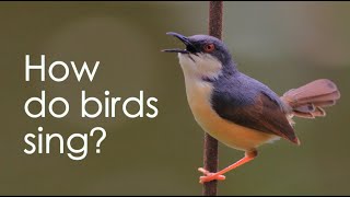 How do birds sing?