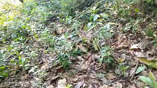 ຕໍ່ນົກແຊວດົງຍາມເຊົ້າ