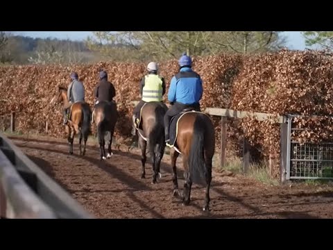 Behind the scenes with top pre-trainers and breeze up consignors | This Racing Life | Racing TV