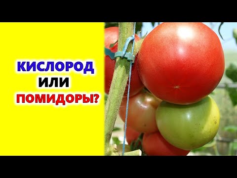 , title : 'Кислород или помидоры??? Останется ли жизнь на Земле, если срезать листья у томатов???'