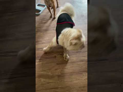 Aso kong nagzo-zoomies pag hinahype 🤣