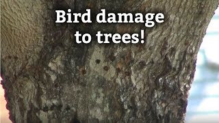 Yellow Bellied Sap Sucker: Bird Damage To Trees