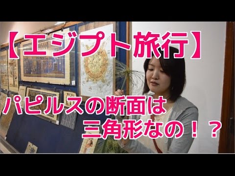 パピルス、パピルス植物 植物