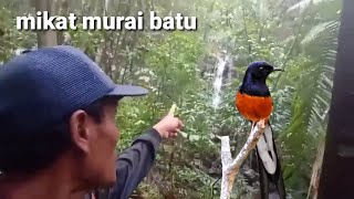 Download lagu Traversing the hills of the Kalimantan forest to attract magpie robins mp3