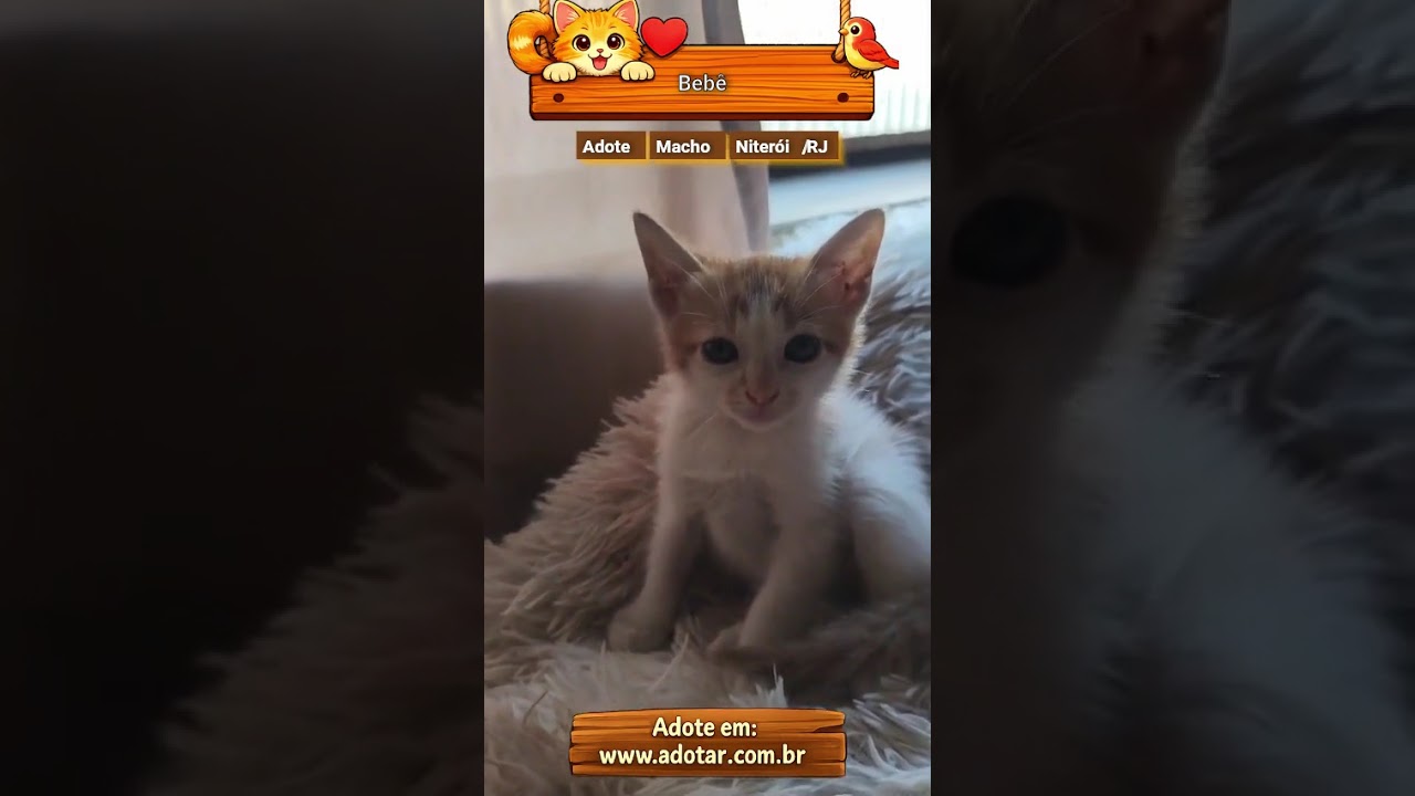 Gato raça SRD-ViraLata idade 2 a 6 meses nome Bebê