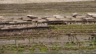 preview picture of video 'Puget Sound Aquaculture Industrialization - A Plea for Balance and Environmental Healing.'
