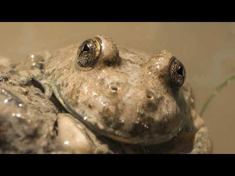Die Gelbbauchunke Biologie und Lebensweise