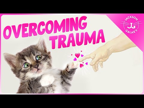 Helping a Cat Recover from Trauma