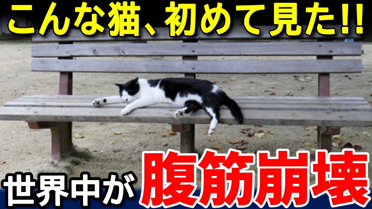 「まるで日本のサラリーマン？」日本の野良猫の行動に世界が大爆笑w