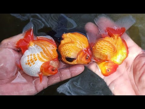 How I conditioned my GOLDFISH to Produce Thousands of Babies!! JUMBO GOLDFISH SUCCESSFULL BREEDING