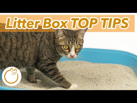 You're Doing Your Cat's Litter ALL WRONG - Litter Boxes 101