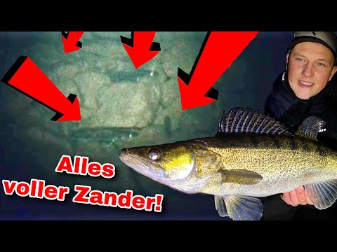 So viele Zander hab ich noch nie gesehen! 😱