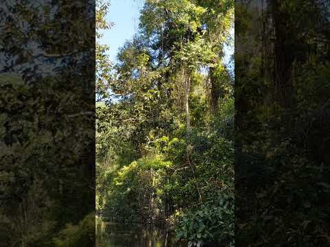 Un magico lugar que se encuentra en el Amazonas Colombiano.#puertonarino #wildlife #travel #nature