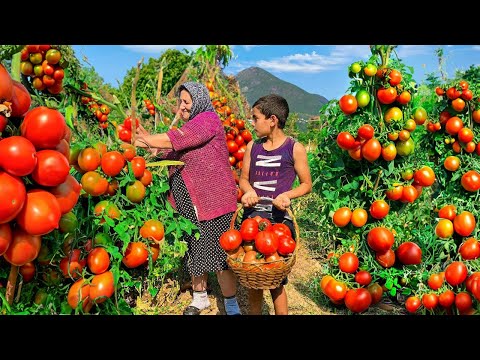 , title : 'Harvesting Organic Large Tomatoes and Preserving for Winter in the Village!'