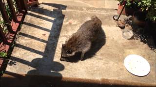 Crazy Raccoon steals shoe, because there was no cat food out.