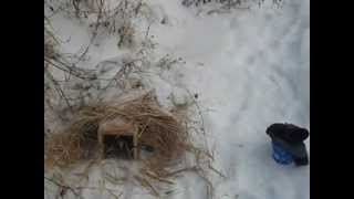 changing the bait for minkin