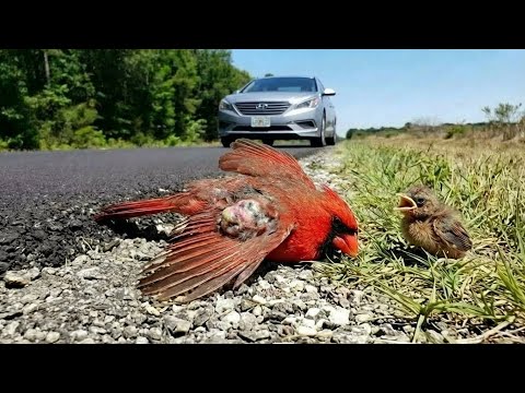 Rescuing an Injured Cardinal Family on a Quiet Roadside – A Video That Touches Your Heart