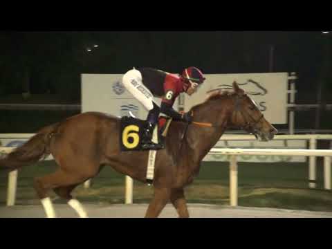 230624 c11 - GOLDEN CAT - HIPODROMO DE MAROÑAS