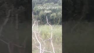 Download lagu SUARA ASLI CIBLEK GUNUNG DI ALAM GACOR mp3