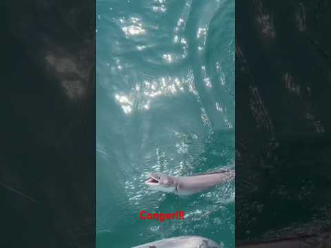 New species for Cosmo - a massive Conger Eel!